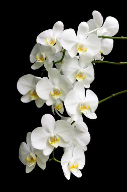 White orchid on a black background clipart