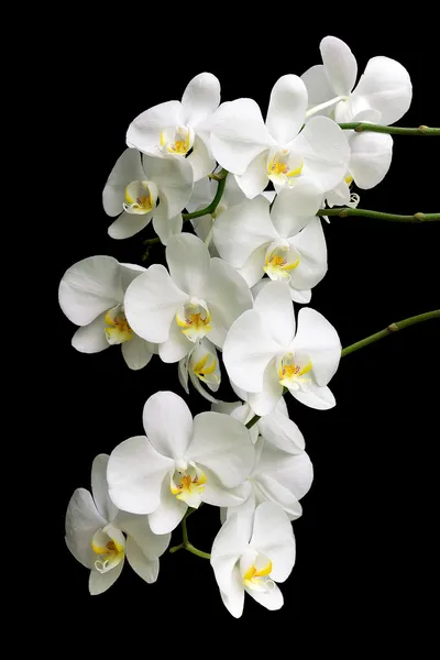 Orquídea blanca sobre un fondo negro — Foto de Stock