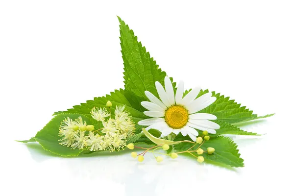 Camomilla, foglie di ortica e fiori di tiglio su sfondo bianco — Foto Stock