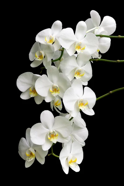 Orquídea branca em um fundo preto Imagens Royalty-Free