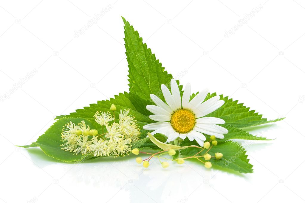 Chamomile, nettle leaves and lime flowers on a white background