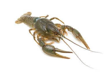 Crayfish on a white background clipart