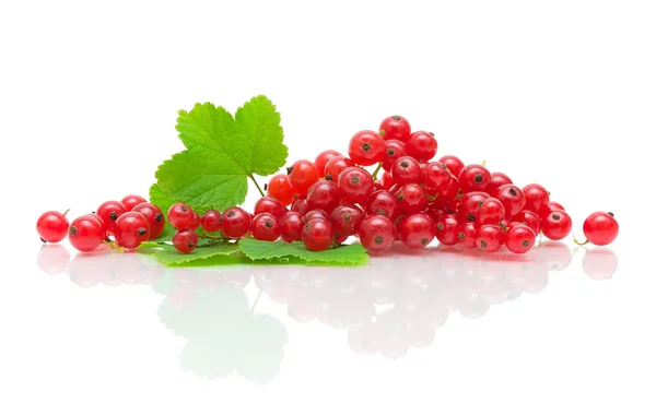 Mogna röda vinbär på en vit bakgrund med reflektion — Stockfoto