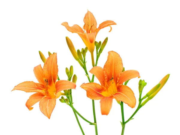 Blooming day-lily on a white background — Stock Photo, Image