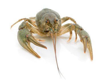 Crayfish on a white background close-up clipart