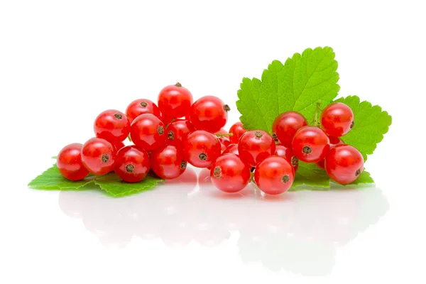 Bunch of red currant on white background — Stock Photo, Image