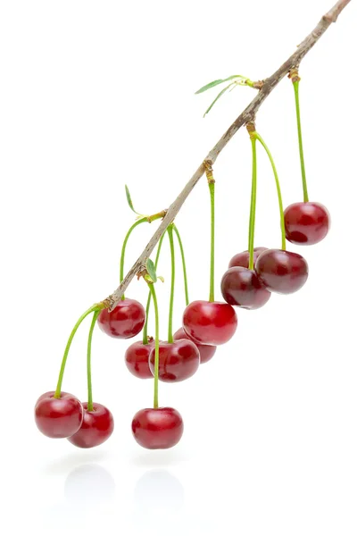 白い背景の上の果実チェリーと分岐 — ストック写真