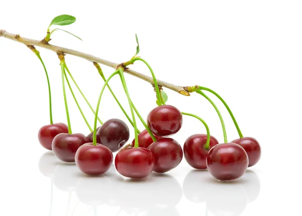 Cherry fruit on the branch on a white background — Stock Photo, Image