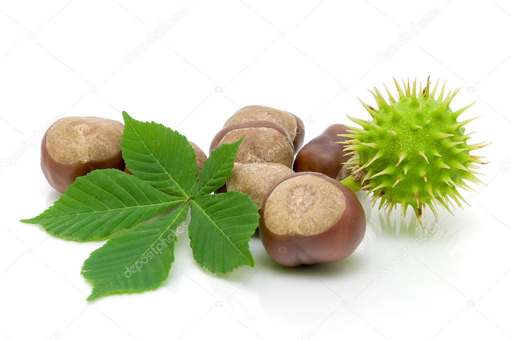 Fruit and chestnut leaf on a white background
