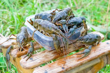 A bunch of live crayfish clipart