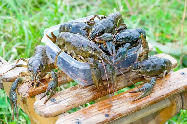 A bunch of live crayfish — Stock Photo, Image