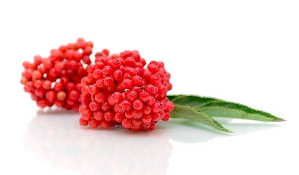 Ripe elderberries on a white background — Stock Photo, Image