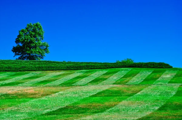 Green tree in a field on blue sky — Stock Photo, Image