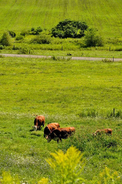 Vaches dans les champs au printemps — Photo