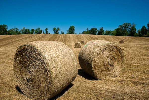 stock image Hay Stacks In Autumn Field