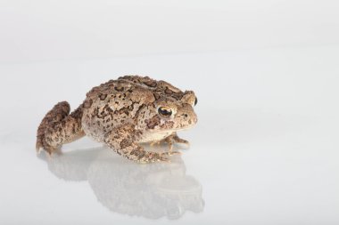 Common Toad clipart