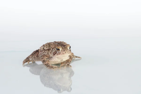 stock image Common Toad