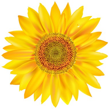 Gold Sunflower clipart