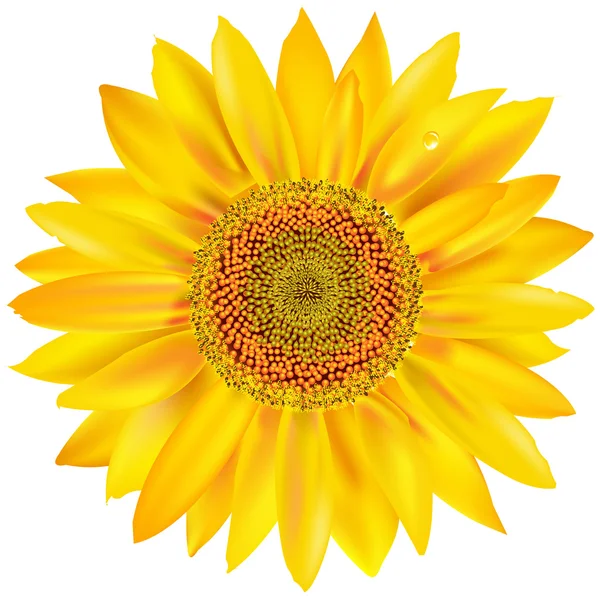 Zlaté slunečnice — Stockový vektor