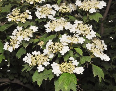 The bush of a guelder-rose clipart