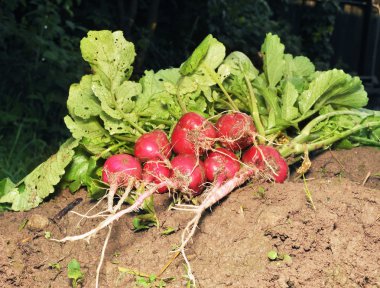 The garden radish on the earth clipart