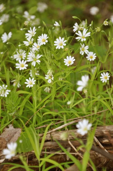 Wood flowers — Stock Photo, Image