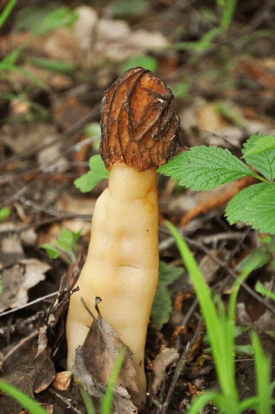 May mushroom - a morel — Stock Photo, Image