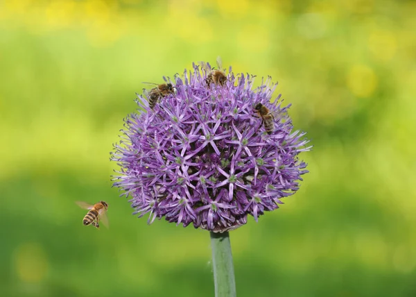 Cebolas e abelhas — Fotografia de Stock