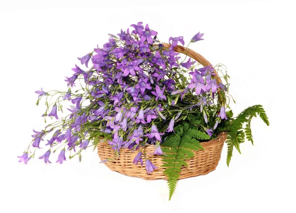 Flowers hand bells in a basket on fern leaves — Stock Photo, Image