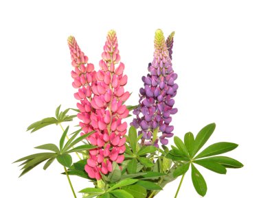 Lupinus