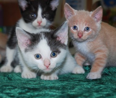 üç küçük kedi yavrusu