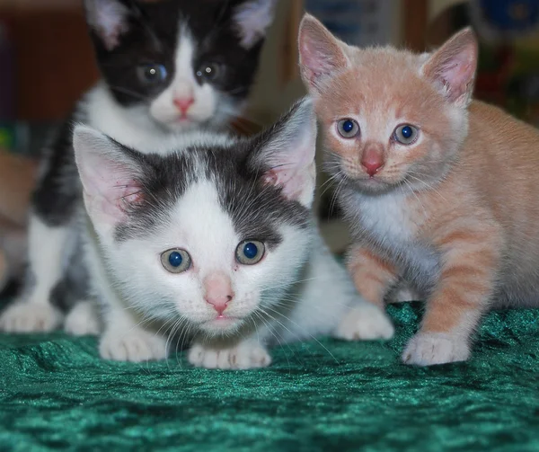 3 匹の小さい子ネコ — ストック写真