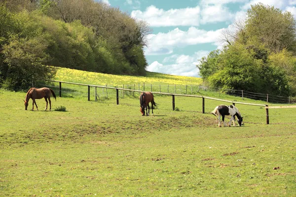 春に馬と日当たりの良い田舎風景 — ストック写真