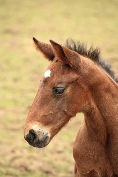 Young foal has his first steps in the meadow — 图库照片