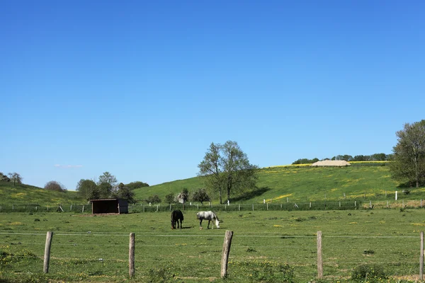 Сонячний сільський пейзаж з конями навесні — стокове фото