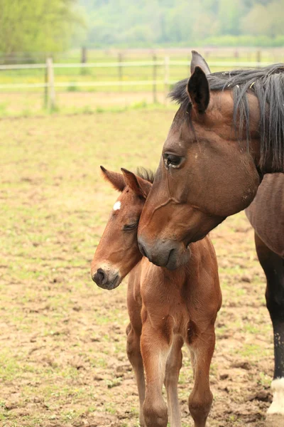 彼の母親と春の分野で若い子馬 — ストック写真
