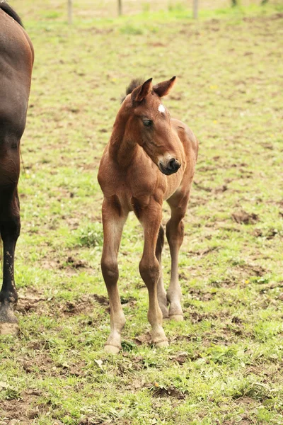 Young foal has his first steps in the meadow — ストック写真