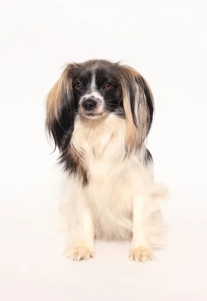 Brodawka pies portret szczegół na białym tle — Zdjęcie stockowe