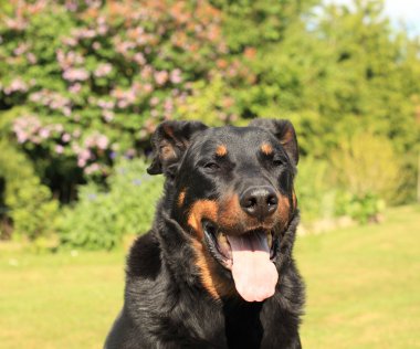 safkan Fransız çoban köpeği beauceron portresi