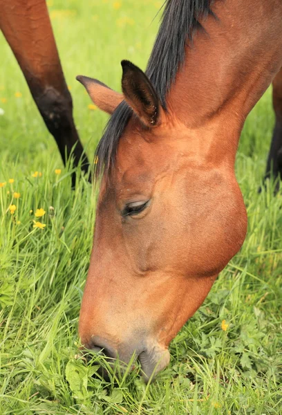 草を食べている馬の頭のクローズ アップ — ストック写真