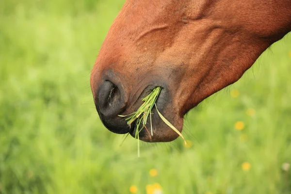 Nahaufnahme von Pferdekopf, der Gras isst — Stockfoto