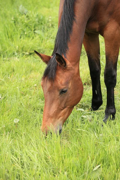 Primer plano de la cabeza del caballo comiendo hierba —  Fotos de Stock