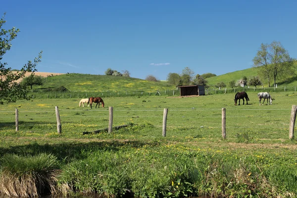 Paesaggio di campagna soleggiato con cavalli in primavera — Foto Stock