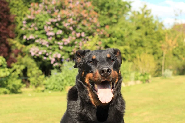 Portrait of a purebred french sheepdog beauceron — Stock Photo, Image