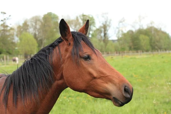 Cabeza y cuello de un caballo marrón — Foto de Stock