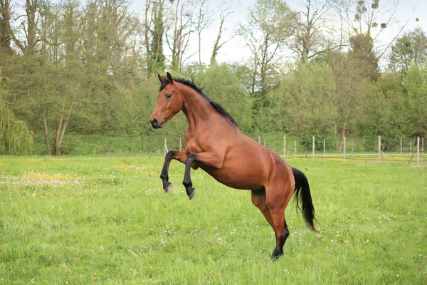 Cavallo bruno che salta in un prato in primavera — Foto Stock