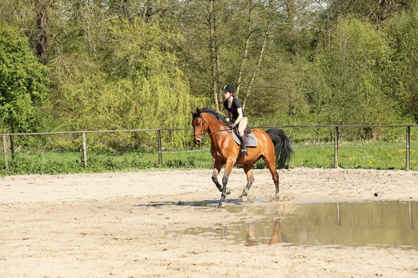 关于夏天的棕色马美丽 equestrienne — 图库照片