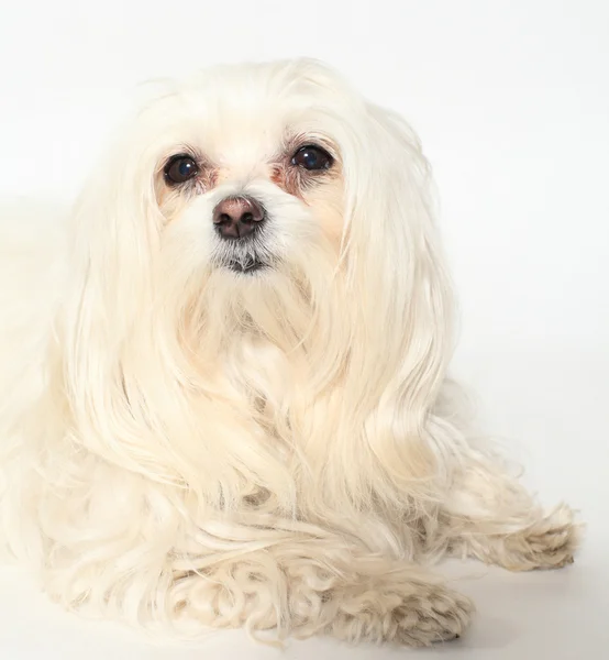 Samica psa maltański na białym tle — Zdjęcie stockowe