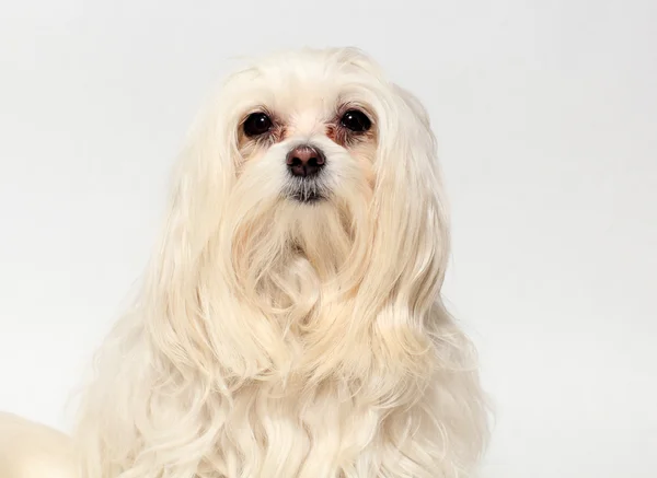 Мальтийская собака на белом фоне — стоковое фото