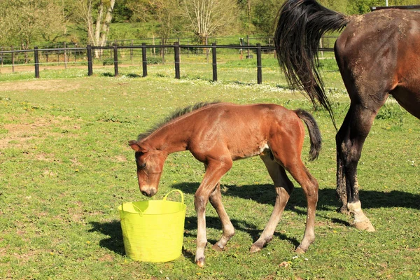 马驹谁玩一桶水 — 图库照片